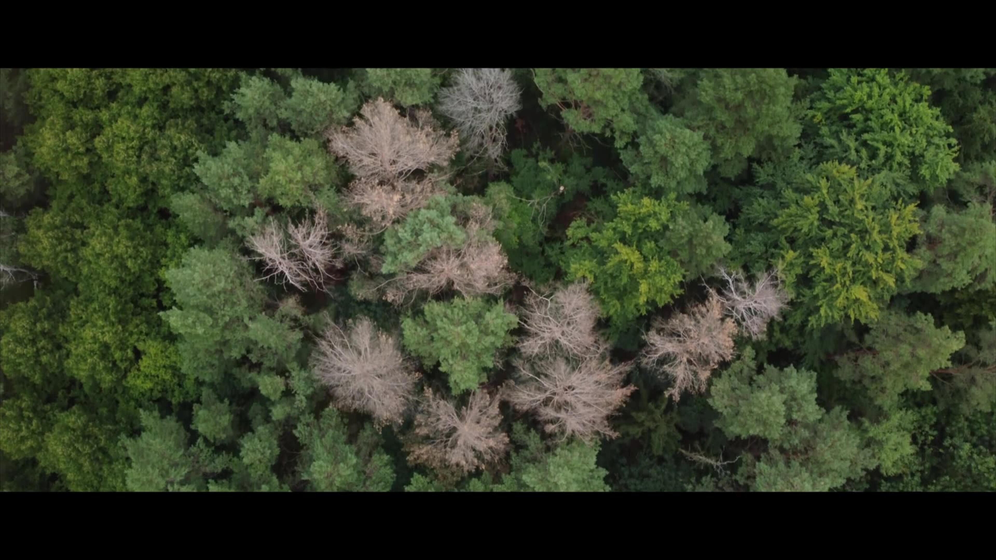 Still 07 Forest, aerial view — a counter-image to architecture and construction. © NOW Collective / Nico Weber, 2026. Cinematography: Marc Nordbruch